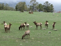 Elk herd